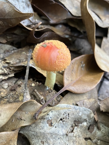 Amanita rubrovolvata