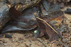 Rhinella margaritifera