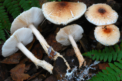 Lepiota spheniscispora image