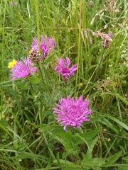 Centaurea jacea