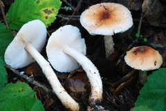 Lepiota spheniscispora image