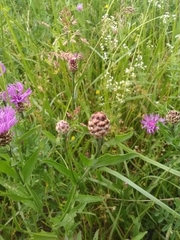 Centaurea jacea
