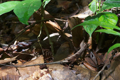 Anolis bombiceps