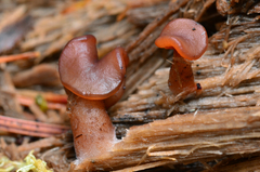 Gyromitra infula image