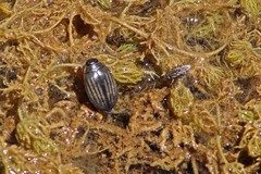 Acilius abbreviatus