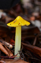 Hygrocybe acutoconica image