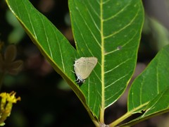 Allosmaitia strophius