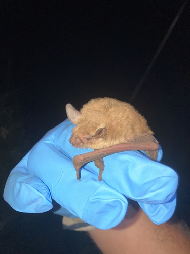 Cave Myotis photographed in Kansas