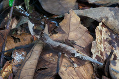 Anolis bombiceps
