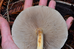 Hypholoma capnoides image