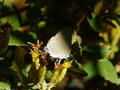 Allosmaitia strophius