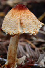 Lepiota magnispora image