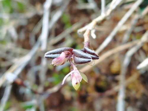 Epidendrum elleanthoides Schltr.