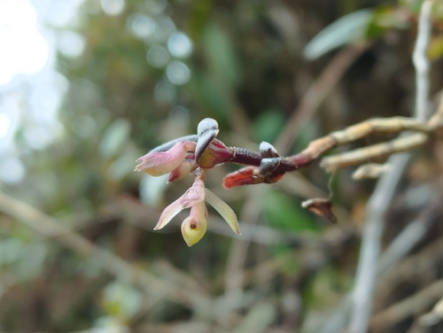 Epidendrum elleanthoides Schltr. 2