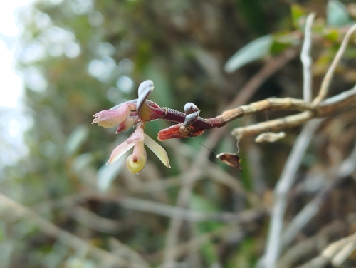 Epidendrum elleanthoides Schltr. 3