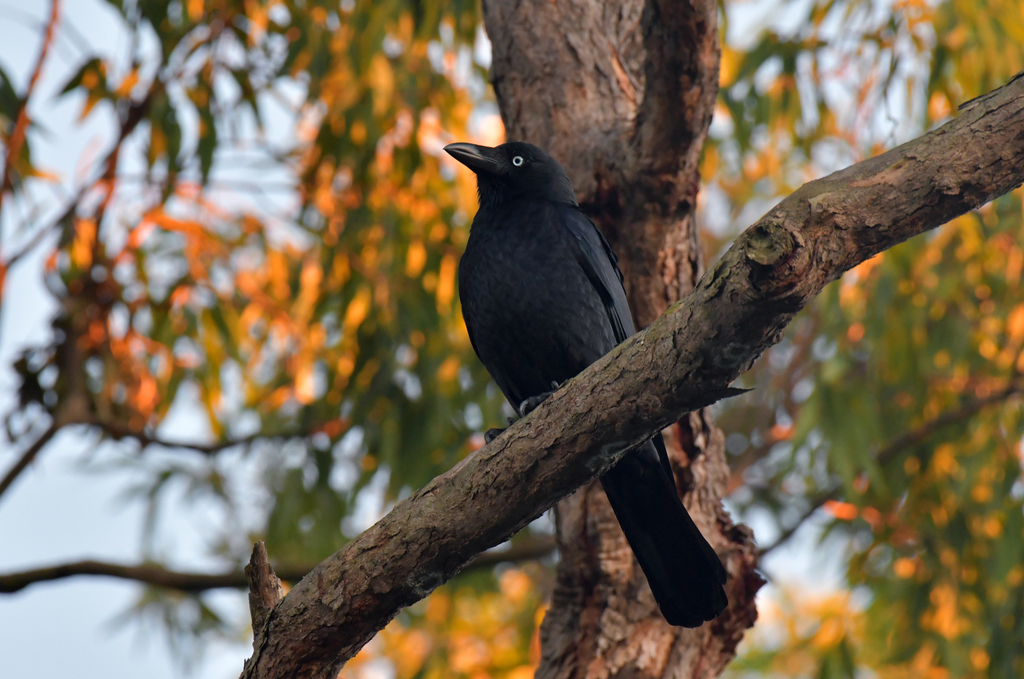 Torresian Crow