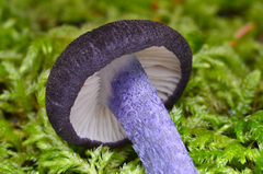 Entoloma pigmentosipes image