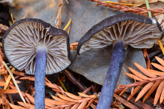 Entoloma pigmentosipes image