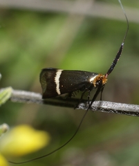 Adela australis