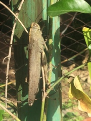 Anacridium aegyptium