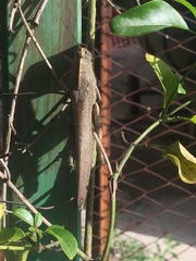 Anacridium aegyptium