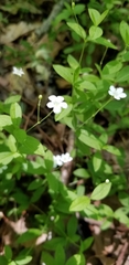 Moehringia lateriflora