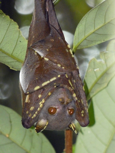 Queensland Tube-nosed Fruit Bat