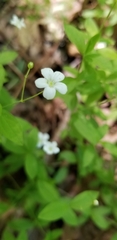 Moehringia lateriflora