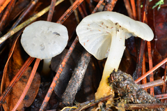 Marasmius calhouniae image