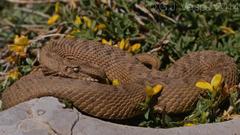 Montivipera bornmuelleri