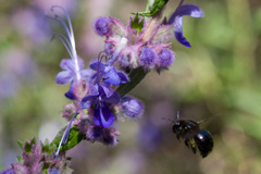 Trichostema lanatum