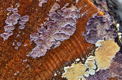 Trichaptum abietinum image