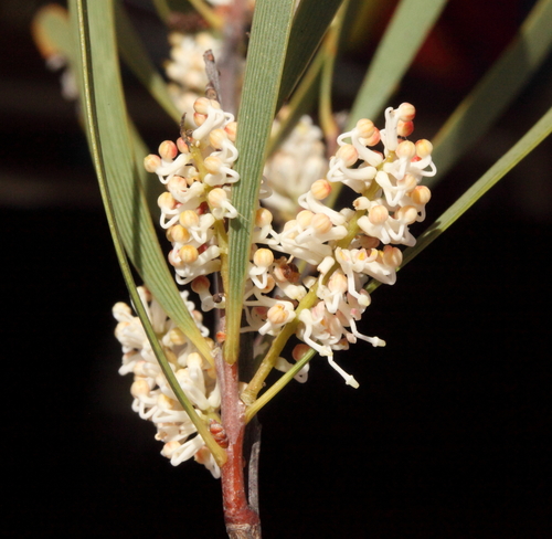 Hakea minyma
