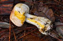 Agaricus hondensis image