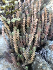 Crassula lanceolata lanceolata