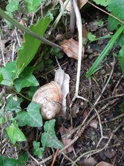 Helix pomatia