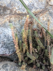 Crassula lanceolata lanceolata