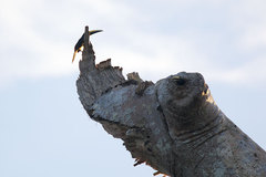 Pteroglossus pluricinctus