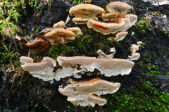 Trametes ochracea image