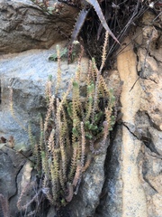 Crassula lanceolata lanceolata