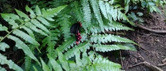 Byasa polyeuctes termessus