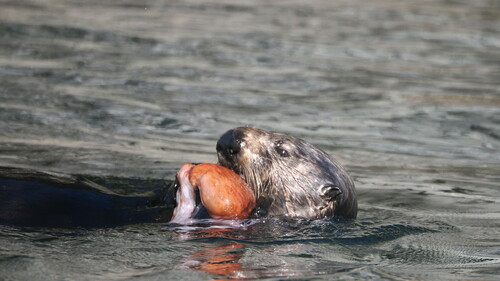 Northern Sea Otter photographed in Alaska