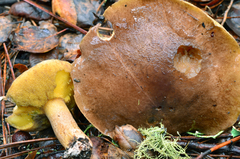 Suillus fuscotomentosus image