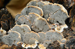 Bjerkandera adusta image