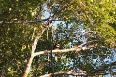 Pteroglossus pluricinctus