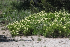 Sambucus racemosa racemosa