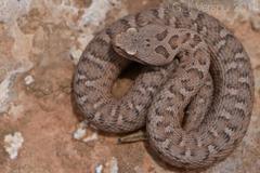 Montivipera bornmuelleri