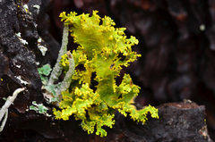 Vulpicida canadensis image