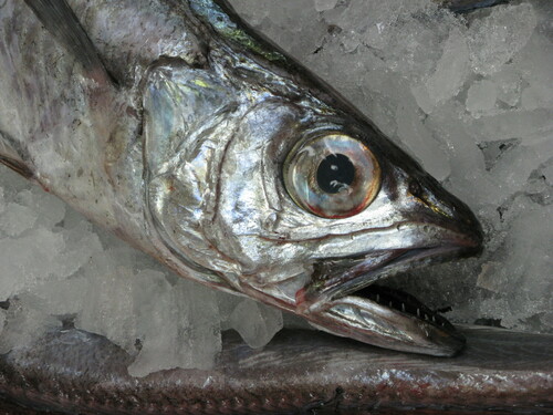 Argentine straptail (Macruronus magellanicus) — Merlucciidae — 3