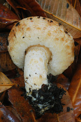 Lactarius subvillosus image